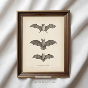 Vintage Bat Illustration, Gothic Halloween Print, Antique Fruit Bat Art (Digital Download)