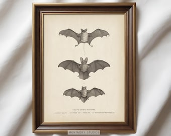 Vintage Bat Illustration, Gothic Halloween Print, Antique Fruit Bat Art (Digital Download)