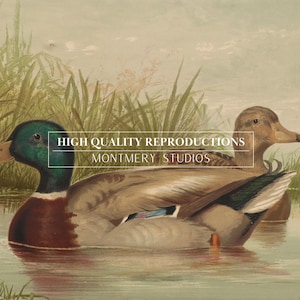 Mallard ducks on a pond art, vintage wildlife printable decor, rustic farmhouse duck wall art, antique duck poster for nursery, digital wild ducks artwork, country bedroom wall print, nature animal art, wildlife scene illustration, retro animal decor