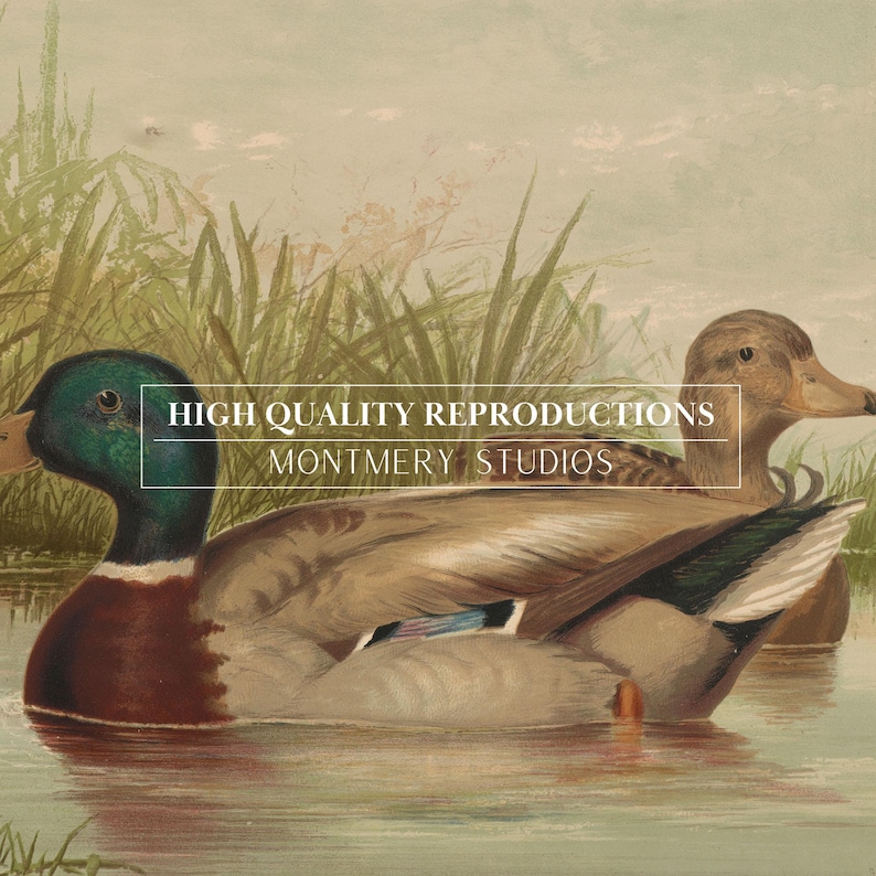 Mallard ducks on a pond art, vintage wildlife printable decor, rustic farmhouse duck wall art, antique duck poster for nursery, digital wild ducks artwork, country bedroom wall print, nature animal art, wildlife scene illustration, retro animal decor