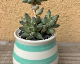 Pachyphytum planter