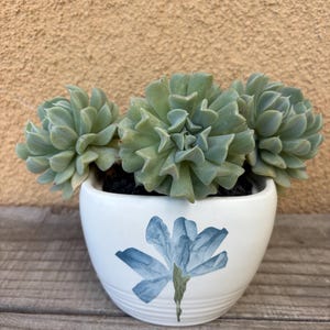 Echeveria Topsy Turvy Flower planter
