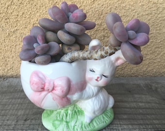 Pachyphytum planter