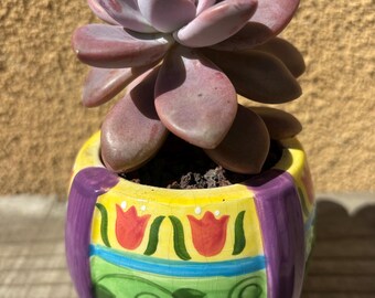 Graptoveria egg planter