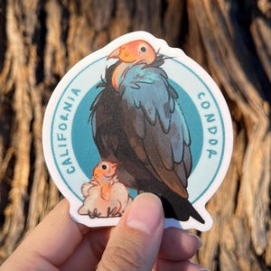 Może przedstawiać: Naklejka przedstawiająca kondora kalifornijskiego z pisklęciem. Naklejka jest okrągła i ma niebieski tło z napisem "California Condor" w kolorze białym.