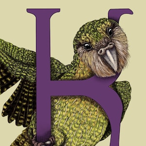K es para Kakapo, impresión artística Giclée, serie del alfabeto de animales en peligro de extinción y raros
