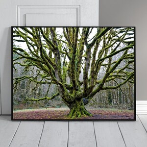 May include: A large tree with thick branches covered in green moss. The tree is in a forest setting with other trees in the background.