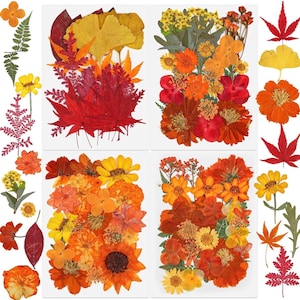 May include: A collection of pressed flowers and leaves in various shades of red, orange, and yellow. The arrangement includes sunflowers, maple leaves, and other floral elements, presented on white backgrounds. Ideal for crafting and decorative projects.