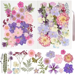 May include: Arrangement of pressed flowers in shades of pink, purple, and yellow, including daisies, delphiniums, and other floral varieties. The image also shows a pair of tweezers and loose flowers.