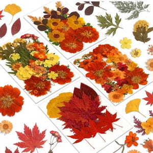 May include: Assortment of pressed flowers and leaves in shades of orange, yellow, and red. The pressed botanicals are arranged on white cardstock.