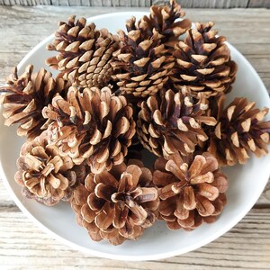 May include: A collection of brown pine cones with open scales, displayed in a white ceramic bowl. The pine cones vary in size and shape, with a natural, textured appearance. The bowl sits on a light-colored wooden surface.