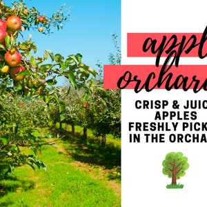 Apple Orchard Fragrance Oil - Potpourri Refresher Oils - 1 oz (30 ml) Concentrated Fragrance Oils - Glass Amber Bottle with Dropper