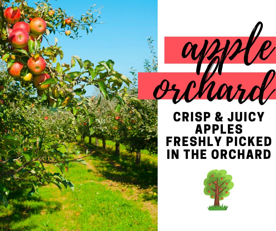 Apple Orchard Fragrance Oil Concentrated Potpourri Refresher | 1 Oz