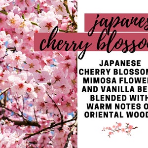 Japanese Cherry Blossom Fragrance Oil - Potpourri Refresher Oils - 1 oz (30 ml) Concentrated Fragrance Oils - Glass Amber Bottle w/ Dropper