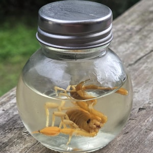 Scorpion, Wet Specimen, Bugs, Specimens, Oddities, Curiosities, Gothic.