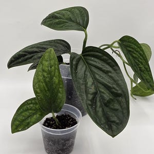 May include: Close-up of a potted plant with large, dark green leaves. The leaves have a textured surface and visible veins. The plant is in a clear plastic pot filled with soil, set against a white background.