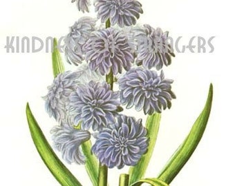 Antique Botanical Print Digital Sheet - Hyacinth Flowers Floral - Digital Download Print Image Transfer