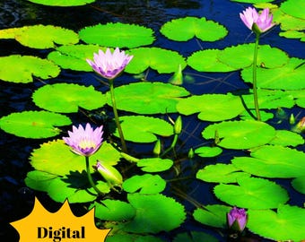 Fotografía de nenúfares Arte digital Fotografía de la naturaleza Decoración de pared Fotografía botánica Arte de pared con nenúfares Descargas digitales Arte floral