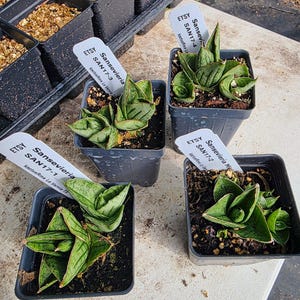 Sansevieria Rose - Etsy
