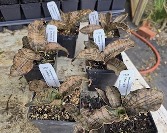Sansevieria 'Samrith' Live Plant