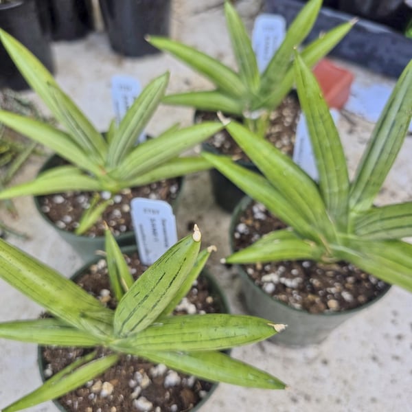 Sansevieria 'Iceman' Live plant