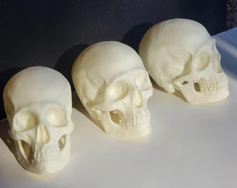 May include: Three white plastic human skulls, arranged in a row on a white surface. The skulls are detailed and realistic, with visible teeth and eye sockets.