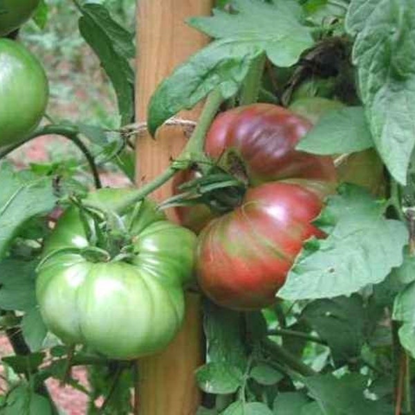 Cherokee Purple     - -  Heirloom tomato seeds - -