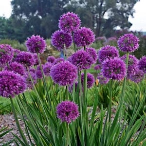 10 Purple Sensation Allium Seeds – Large 4-6" Flowers – Butterfly Attractant