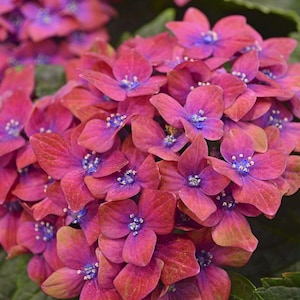 5 Hydrangea Seeds – Pink & Blue Perennial Blooms – Hardy Garden Flower – US Seller – Color-Changing Shrub Seeds