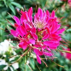 Cleome Cherry Queen Seeds – 200 Non-GMO Spider Flower | Attracts Butterflies & Bees | Tall Blooming Annual for Pollinator Gardens