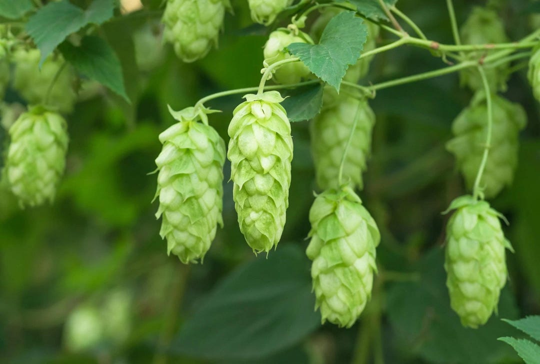 25 Common Hops Seeds | Humulus Lupulus Vine | European Heirloom | Beer ...