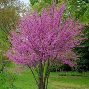 20 Japanese Weeping Sakura Tree Seeds – Rare Cherry Blossom Bonsai, Exotic Flowering Tree