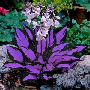 Hosta Seeds – 200 Variegated Purple and Near-Black Leaf Hostas – Shade-Loving Perennial for Summer Gardens & Landscaping