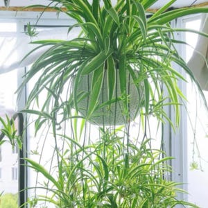 2PCS Reverse Variegated Spider Plant Cuttings – Air-Purifying, Pet Safe, Easy to Grow