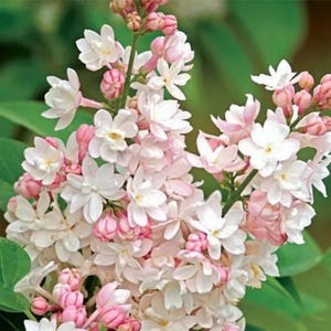 25 Light Pink Lilac Tree Seeds – Fragrant Hardy Perennial Flowering Tree – Rare Blooms – Easy Grow – US Seller