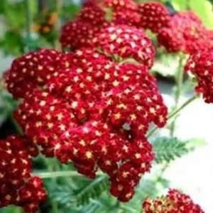 100 Red Yarrow Seeds – Perennial Wildflower – Drought-Tolerant, Pollinator-Friendly Garden Plant