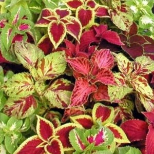 Coleus Blumei Rainbow Mix Seeds | 500 Non-GMO | Shade Garden Annual/Perennial | Vibrant Foliage Plant for Indoors & Outdoors