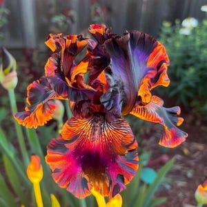 100 Firestorm Iris Seeds – Fiery Blooms, Easy to Grow, Much Cheaper Than Bulbs