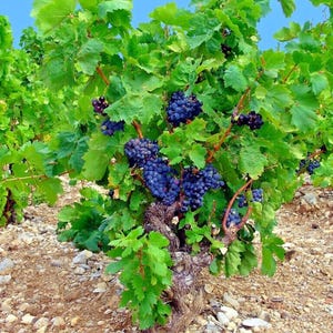 20 Wine Grape Seeds – Vitis Vinifera – Hardy Fast-Growing Fruit Vine for Garden & Vineyard