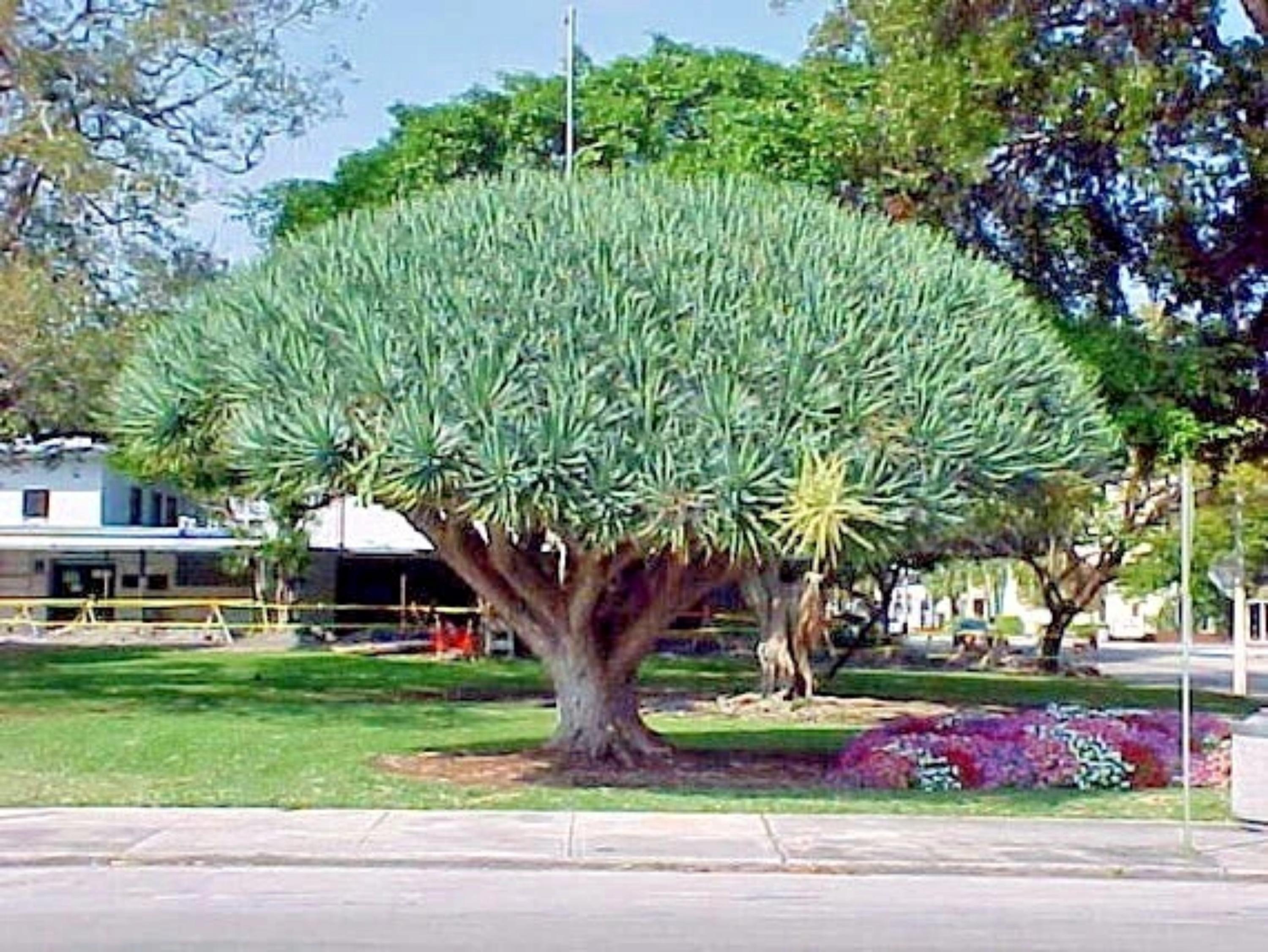 10 Dragon's Blood Tree Seeds (Dracaena Draco) - Exotic Canary Island Palm  For Bonsai