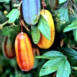 10 BANANA PASSIONFRUIT SEEDS (Passiflora Mollissima) Fast