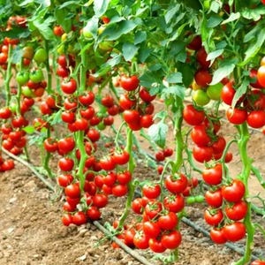 120+ Early Cascade Tomato Seeds | Organic Heirloom | Non-GMO | RARE | Early Harvest | Cherry-Type Tomatoes | Fast Growing Garden Seed