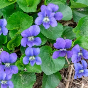 20+ Organic Violet Seeds (Viola sororia) – Native Wildflower Purple Herb USA Grown
