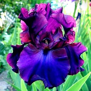 30 Heirloom Iris Seeds – Fragrant Perennial Flowers | Budget-Friendly Bulb Alternative