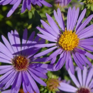 Aromatic Aster Seeds – 200 Non-GMO Blue Purple Heirloom Perennial Wildflowers for Fall Bloom
