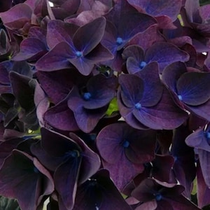 5 Deep Purple Hydrangea Seeds – Rare Perennial Blooms – Hardy Garden Shrub Flowers USA