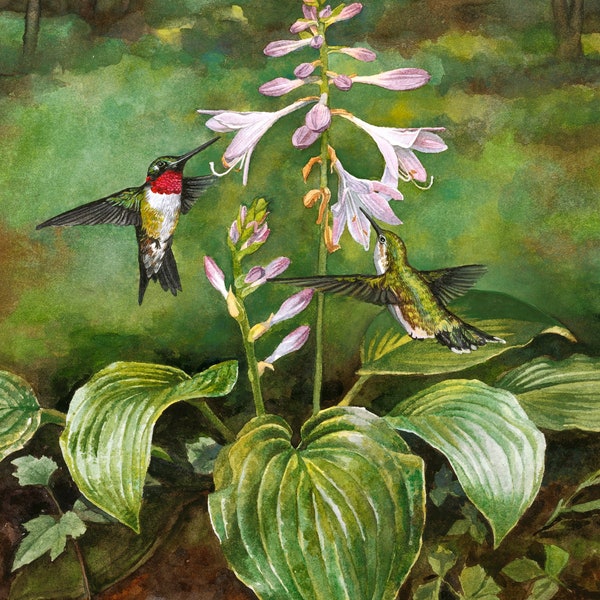 Ruby Throated, Hummingbird Print, Watercolor Painting, Hummingbird Painting, Bird Art, Woodland, Garden Art, Bird Lover Gift, Hosta Flower