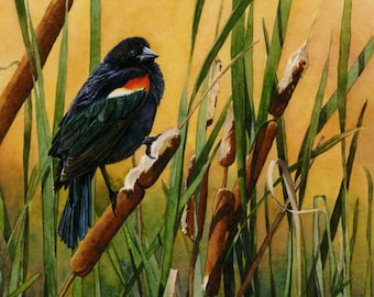 Red-Wing Blackbird, with, Cattails, Sunset Landscape, Watercolor print, Watercolor Bird Art, Bird Art, Bird Lover Gift, Nature, Botanical