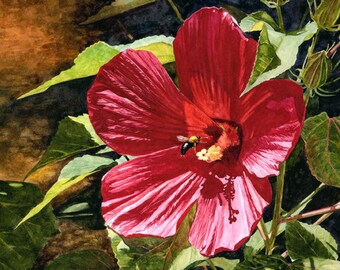 Red Hibiscus, Watercolor, Botanical, Art, Print, Red, Tropical Flower, by Cindy Day