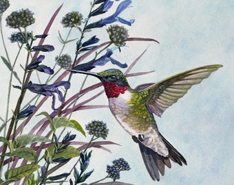 Ruby-Throated, Hummingbird, Watercolor Art, Hummingbird Painting, Bird Art, Nature Art, Garden Art, Watercolor Painting, Hummingbird Print